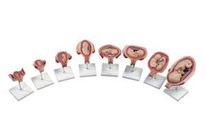Scientific Pregnancy Series Anatomical Model Set
