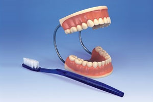   Giant Dental Care Model 3 Times Life Size