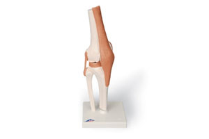  Functional Knee Joint Model