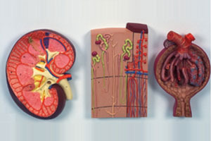 Kidney Section, Nephrons &glomerus